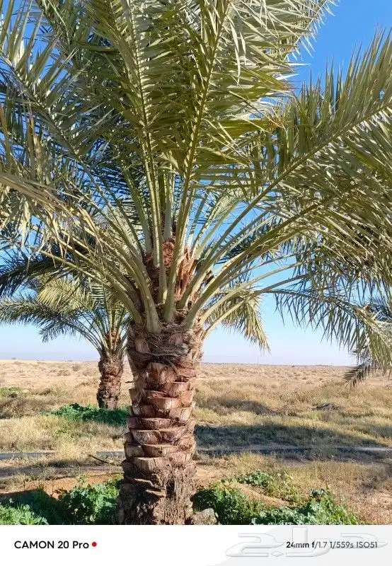 يوجد لدينا نخل عربي واشنطني خلاص ملوكي روثانا برحي سكري نبوت 5