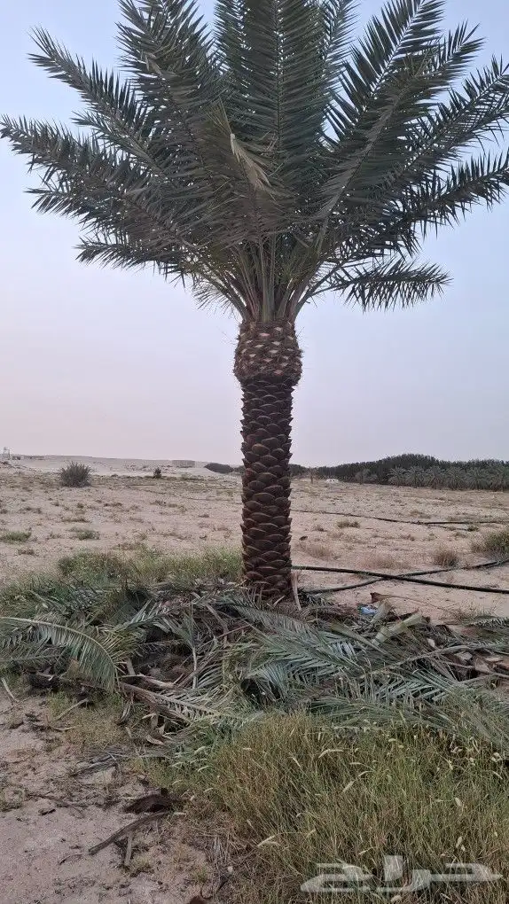 النخل البيع جثيث شيشي العدد 20 نفس الي بصوره الدمام 2