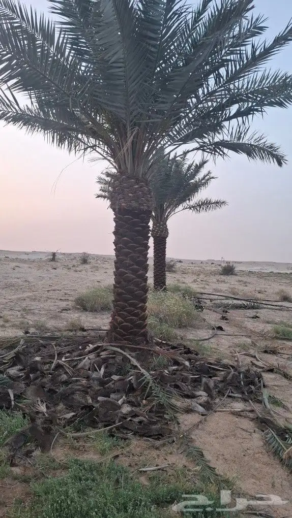 النخل البيع جثيث شيشي العدد 20 نفس الي بصوره الدمام 1