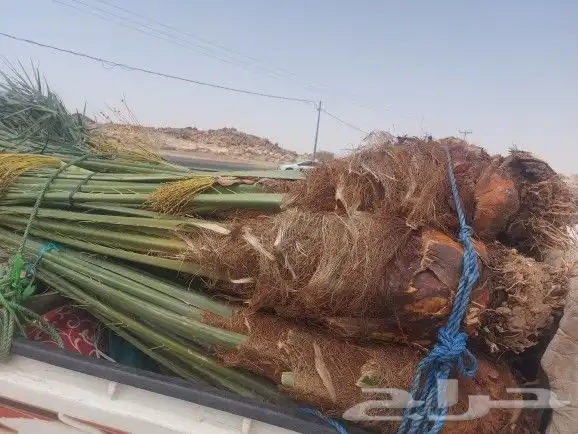 سلام عليكم يوجد لدينا جميع انواع انخيل المثمر حسب اطلب والم 0