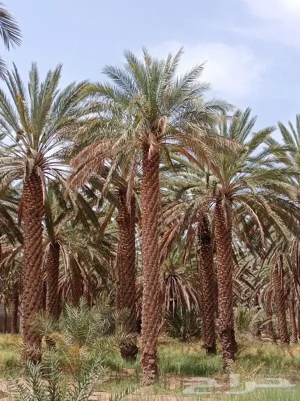 يوجد لدينا نخل عربي واشنطني خلاص ملوكي روثانا برحي سكري نبوت 0