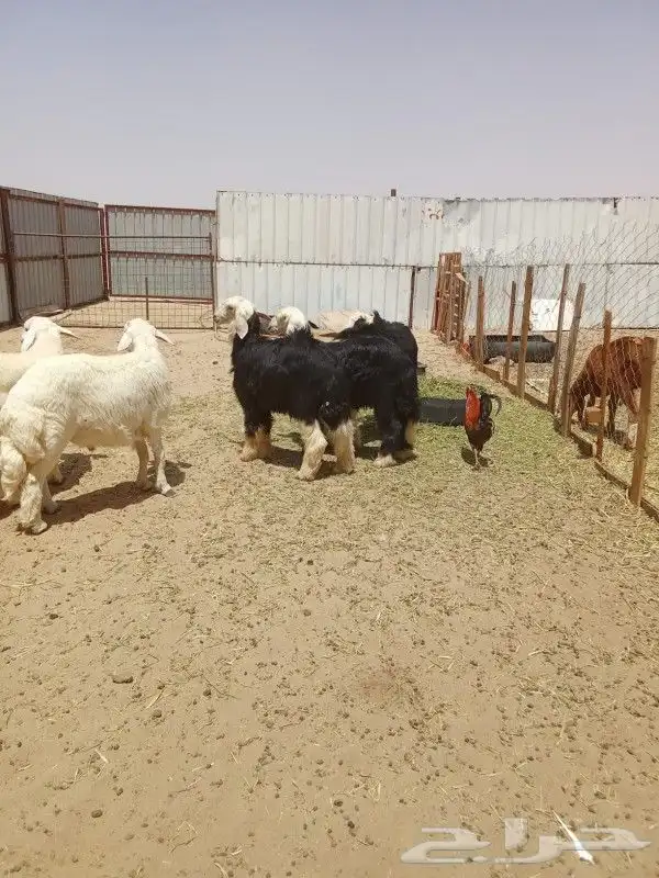 طليان ذبايح يوجد سلخ وتوصيل 5