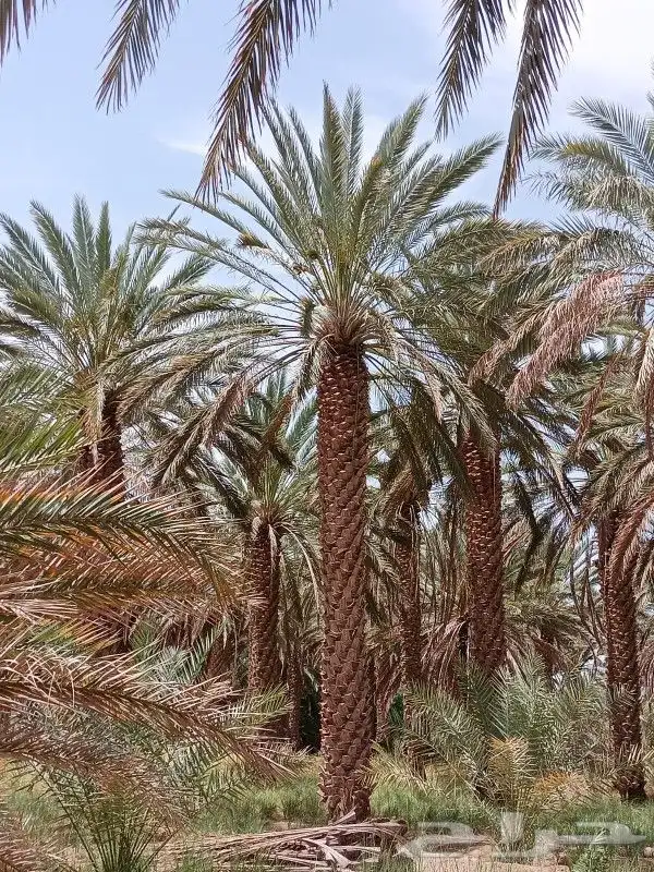 يوجد لدينا نخل عربي واشنطني خلاص ملوكي روثانا برحي سكري نبوت 2