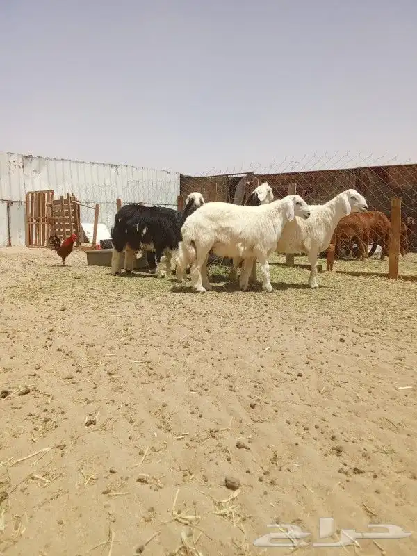 طليان ذبايح يوجد سلخ وتوصيل 2