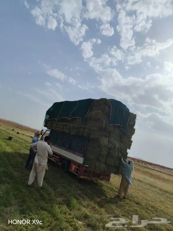 علف مخلوط مكون من شعير وقمح ورودس 3