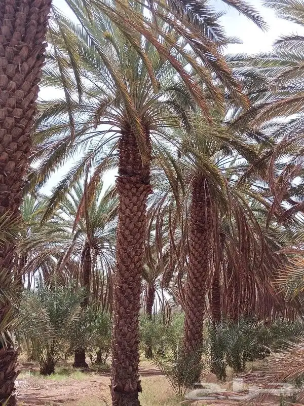 يوجد لدينا نخل عربي واشنطني خلاص ملوكي روثانا برحي سكري نبوت 1