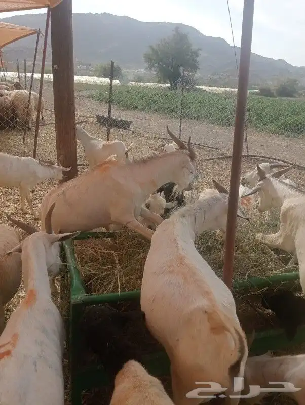 غنم صومالي تبارك الله لحم طيب 6