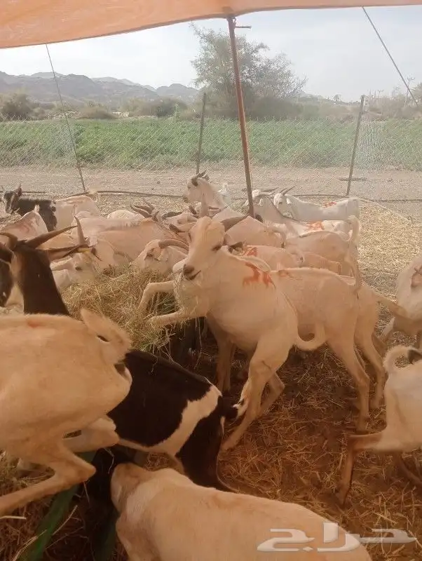 غنم صومالي تبارك الله لحم طيب 0