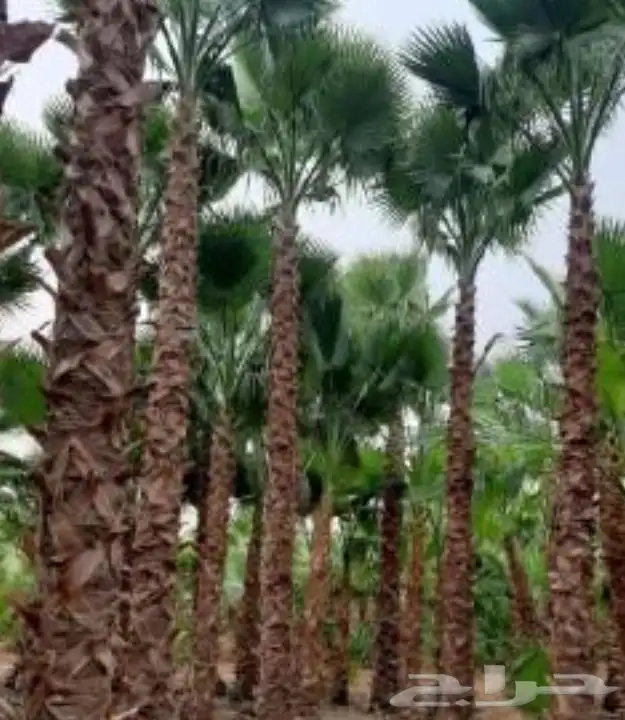 نخل واشنطن 7