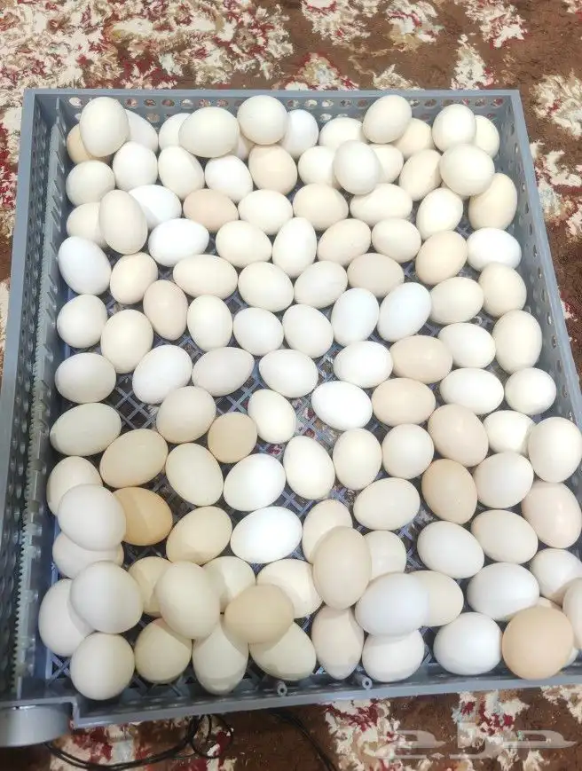 قطع غيار فقاسة فيم الايطالية والوطنية والصينية 2