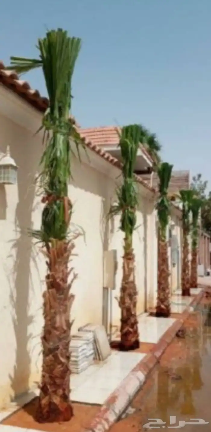 نخل واشنطن 10