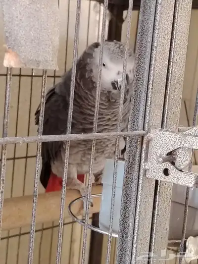 جوز كاسكو منتج 5