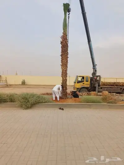 واشنطني نخيل زينه جميع المقاسات 1