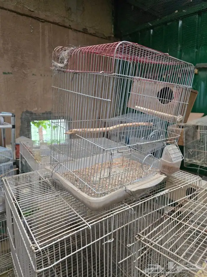 للبيع شبوك طيور 3