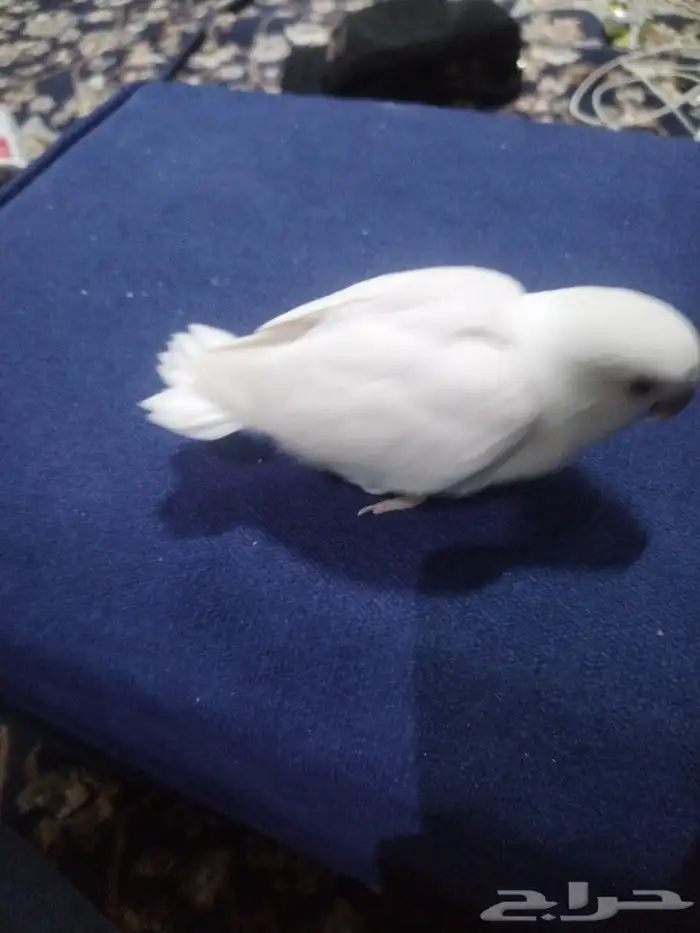 فرخ روز عين حمره البينو (تم البيع) 2