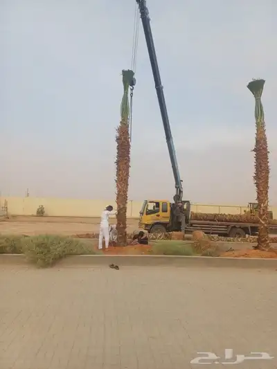واشنطني نخيل زينه جميع المقاسات 2