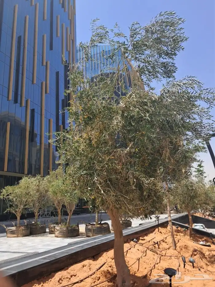 زيتون مثمر نيبالي مراكن 6