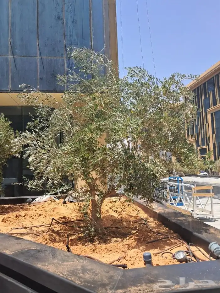 زيتون مثمر نيبالي مراكن 8