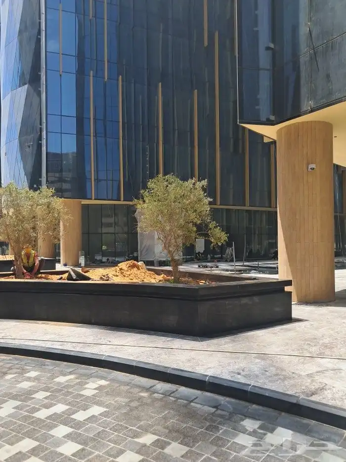 زيتون مثمر نيبالي مراكن 9