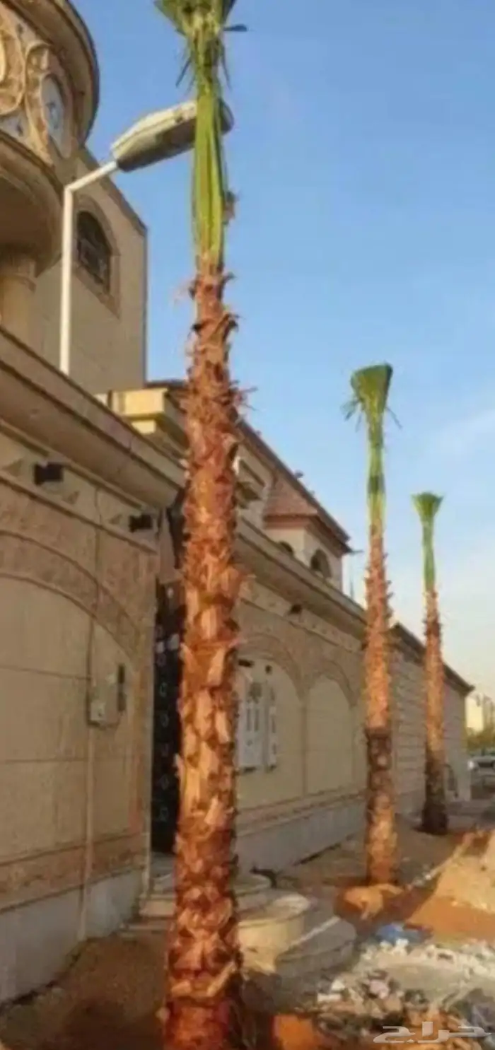 نخل واشنطن 5