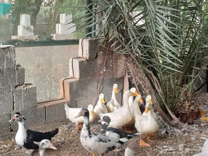 دجاج بلدي العمر 3شهور ونص ال 4شهور و بط الشهرمان و بط بكيني 2