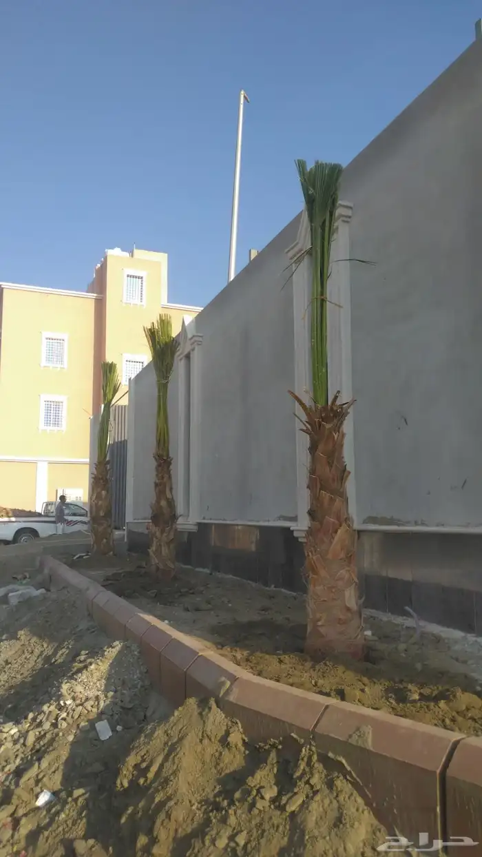 يوجد لدينا نخل طيب ومقاسات مناسبه ونويع فاخره 1