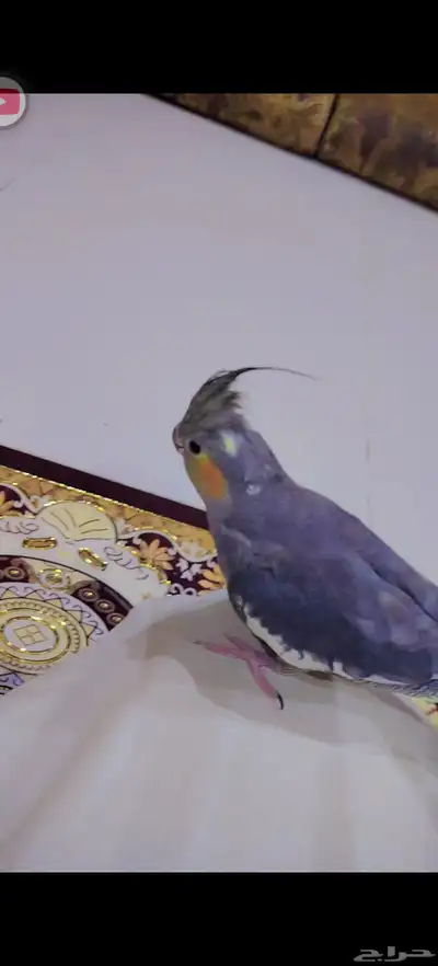 طيور بادجي اشكال وانواع موجود باقي اثنين 9