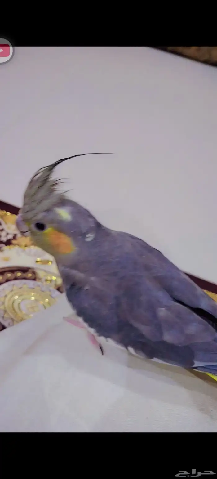 طيور بادجي اشكال وانواع موجود باقي اثنين 10