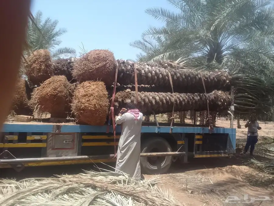 يوجد لدينا نخل طيب ومقاسات مناسبه ونويع فاخره 9
