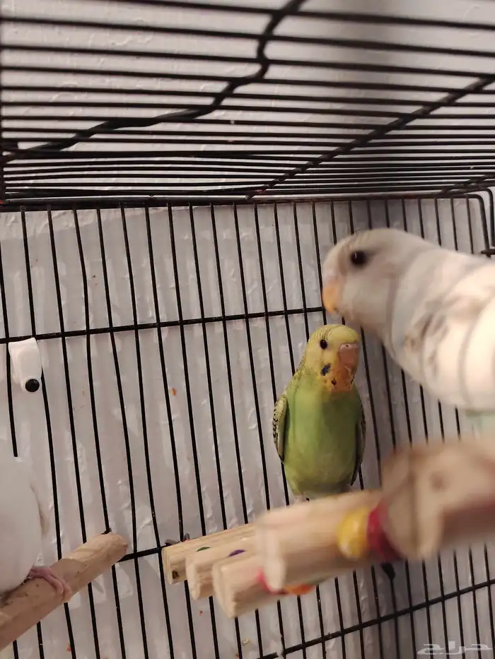 طيور بادجي اشكال وانواع موجود باقي اثنين 6