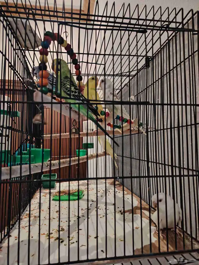 طيور بادجي اشكال وانواع موجود باقي اثنين 0