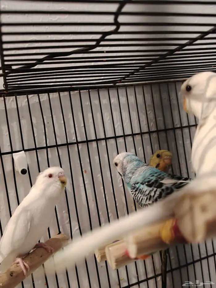 طيور بادجي اشكال وانواع موجود باقي اثنين 4