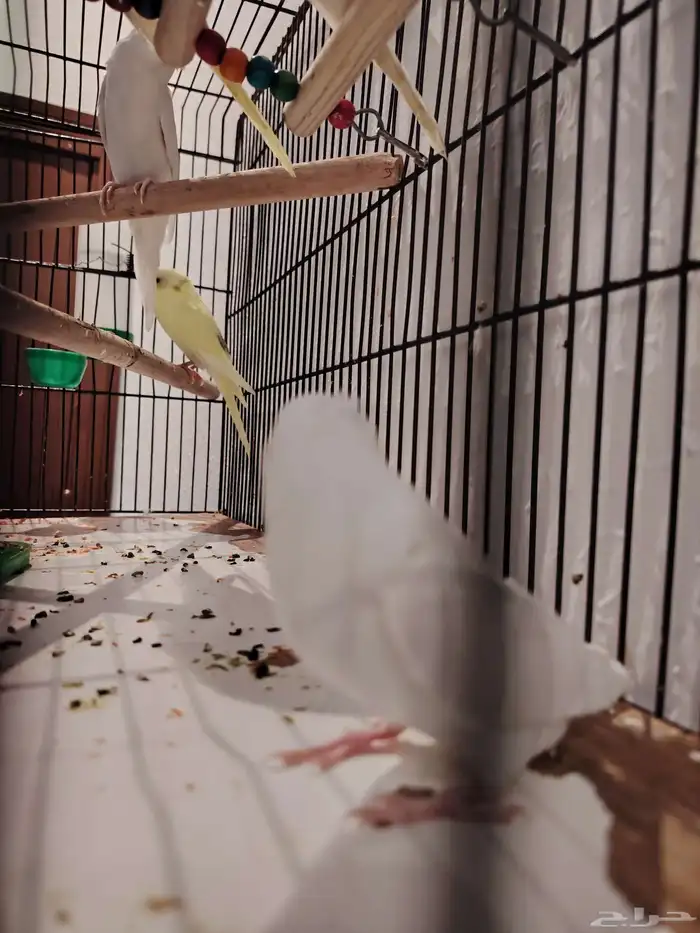 طيور بادجي اشكال وانواع موجود باقي اثنين 2