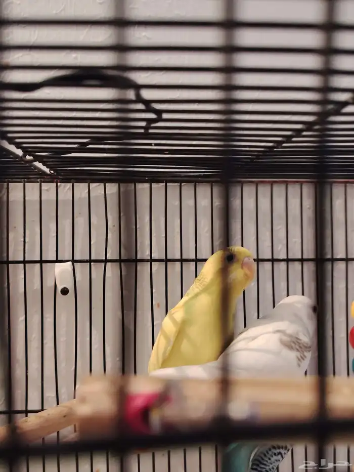 طيور بادجي اشكال وانواع موجود باقي اثنين 7