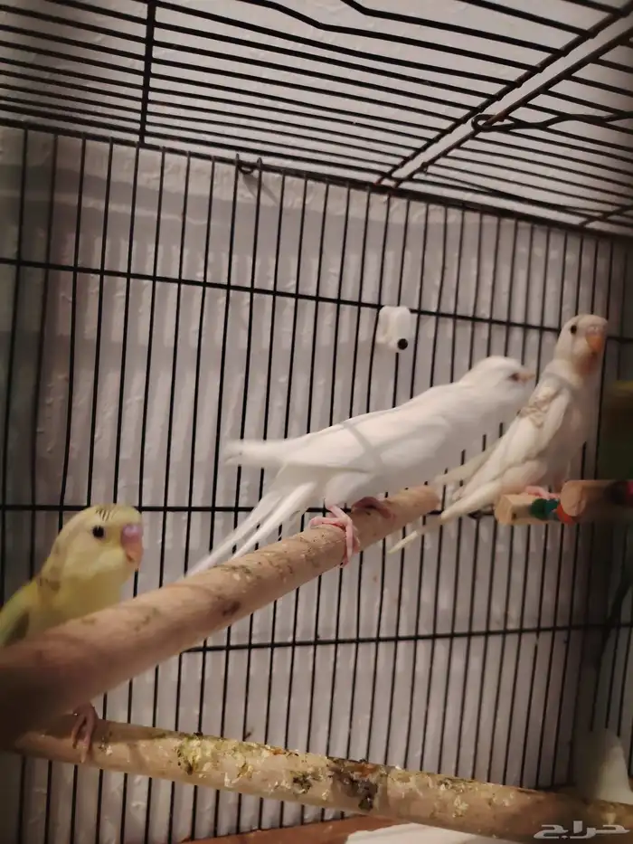 طيور بادجي اشكال وانواع موجود باقي اثنين 3