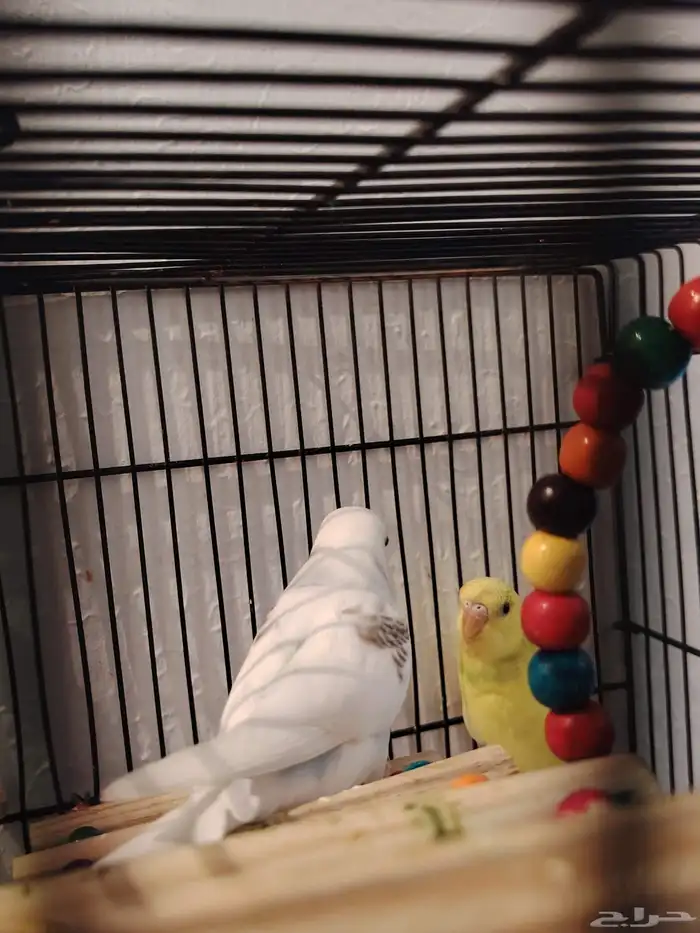 طيور بادجي اشكال وانواع موجود باقي اثنين 8