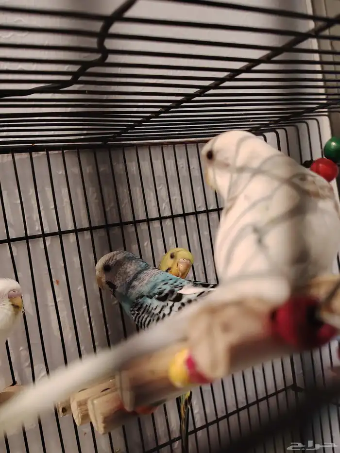 طيور بادجي اشكال وانواع موجود باقي اثنين 5