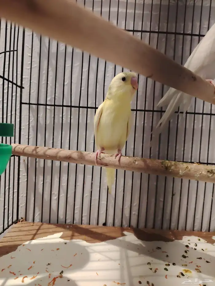 طيور بادجي اشكال وانواع موجود باقي اثنين 1