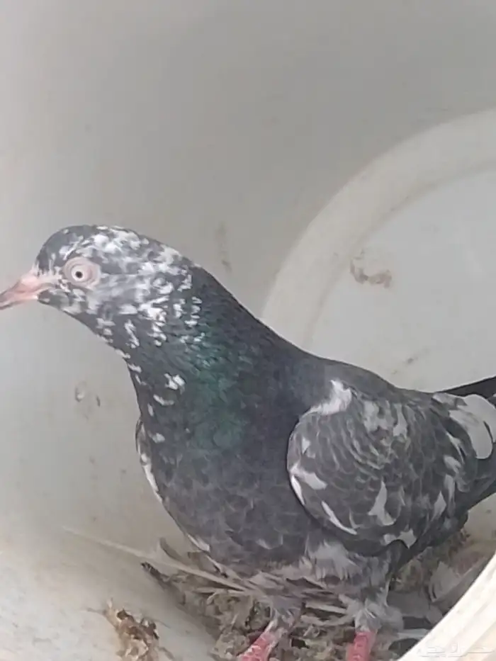 زوج باكستاني باقي عليهم اربع ريش 3