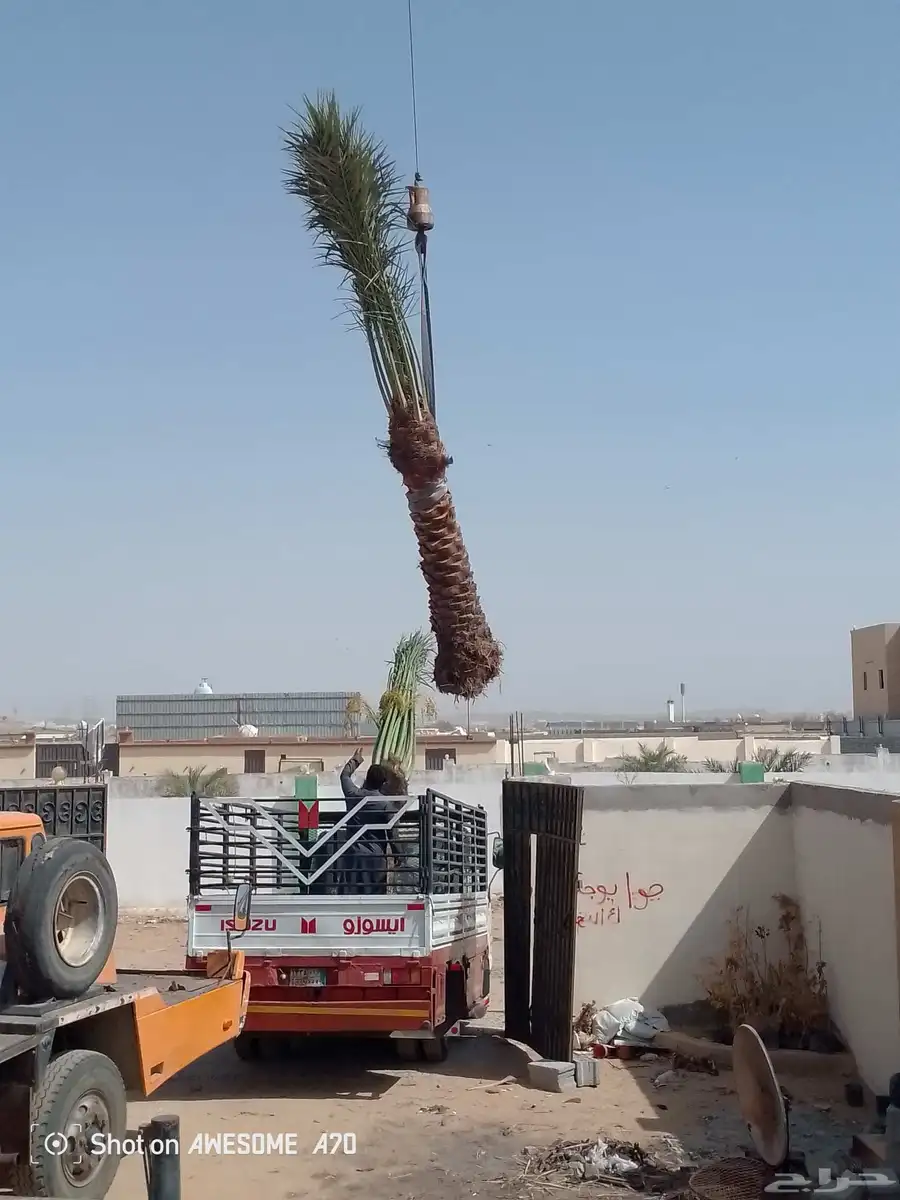 يوجد لدينا نخل طيب ومقاسات مناسبه ونويع فاخره 6
