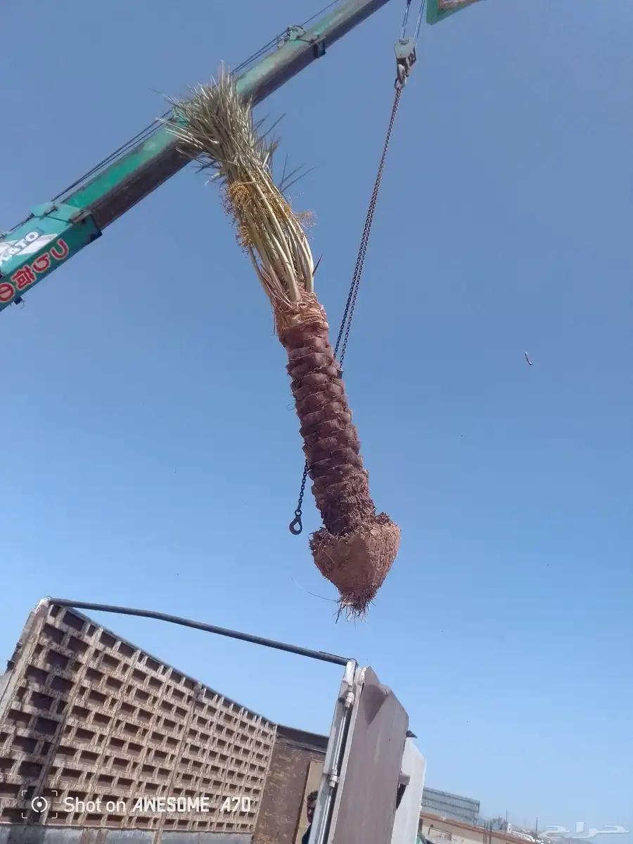 يوجد لدينا نخل طيب ومقاسات مناسبه ونويع فاخره 4
