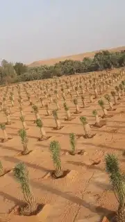 زراعة النخيل واشجار الزينة 0