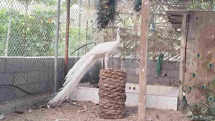 طوواويس منتجة للبيع 5