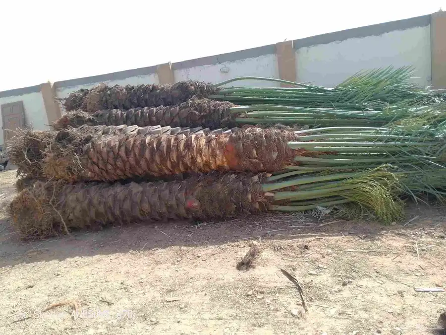 يوجد لدينا نخل طيب ومقاسات مناسبه ونويع فاخره 5