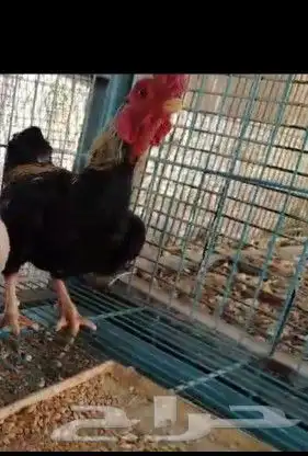 للبيع ذيك فايتر 2