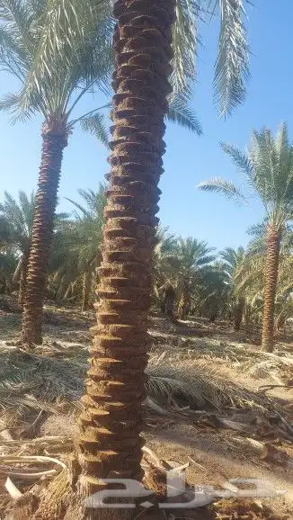 نحن نقوم بتركيب شبوك شبك مزارع. شبك كسارت شبك استراحات شبك 3