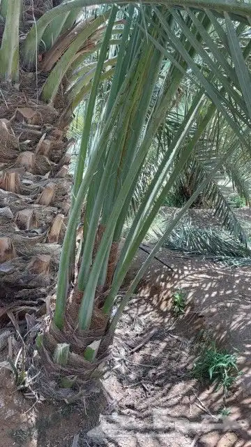 نخيل مثمر بجميع أنواعها اخلاص برحي سكري صقعي مجدول وجميع أنو 4