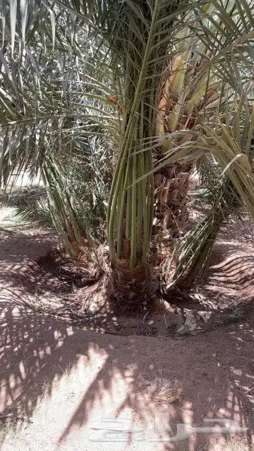 نخيل مثمر بجميع أنواعها اخلاص برحي سكري صقعي مجدول وجميع أنو 3