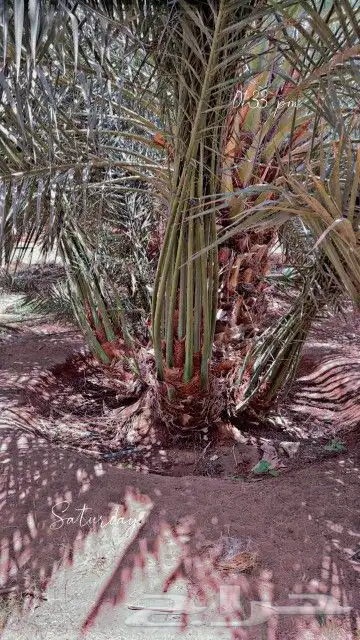 نخيل مثمر بجميع أنواعها اخلاص برحي سكري صقعي مجدول وجميع أنو 0