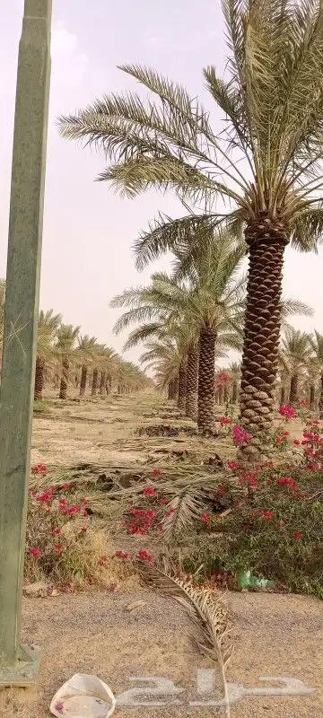 نخل من اصغر حجم لا اكبر حجم لا 7متر 5